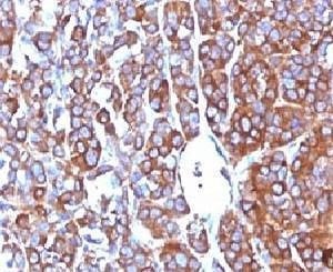 Anti-Moesin Antibody, Sodium Azide Free