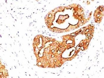 Anti-MUC1 Antibody, Sodium Azide Free