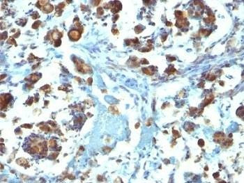 Anti-Mucin-3 Antibody, Sodium Azide Free