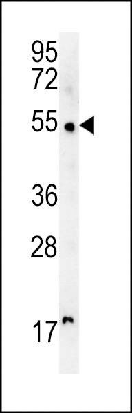 Anti-SCAR5 (C-term) Antibody
