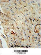 Anti-SCAR5 (C-term) Antibody