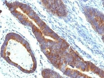 Anti-MUC3 Antibody
