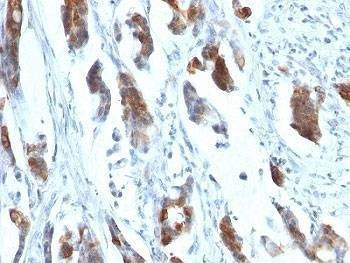 Anti-MUC5AC Antibody, Sodium Azide Free
