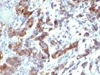 Anti-MUC5AC Antibody Cocktail, Sodium Azide Free