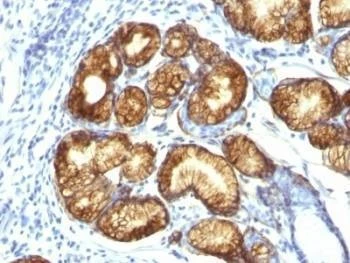 Anti-MUC6 Antibody (Gastric Mucin)
