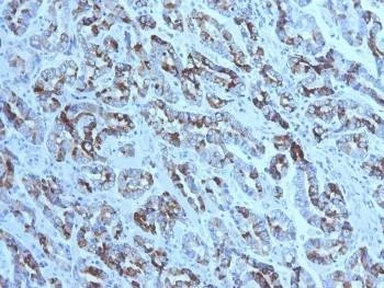 Anti-MUC6 Antibody (Gastric Mucin)