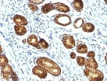 Anti-Mucin-6 Antibody