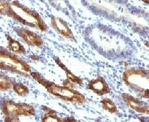 Anti-Mucin-6 Antibody