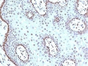 Anti-c-Myc Antibody, Sodium Azide Free