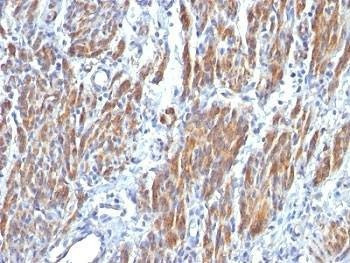 Anti-SM-MHC Antibody, Sodium Azide Free
