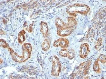 Anti-SM-MHC Antibody, Sodium Azide Free