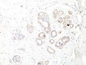 Anti-SM-MHC Antibody, Sodium Azide Free