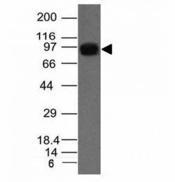 Anti-Nucleolin Antibody, Sodium Azide Free