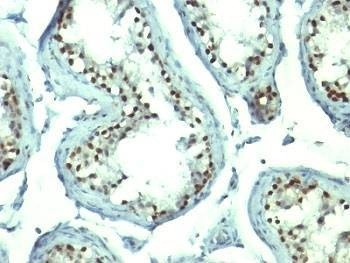 Anti-Nucleolin Antibody, Sodium Azide Free