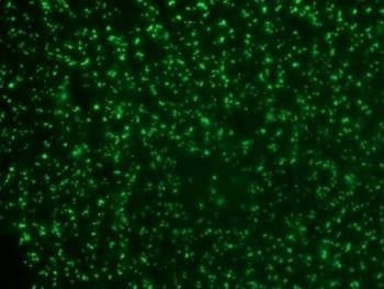 Anti-NCL Antibody, Sodium Azide Free