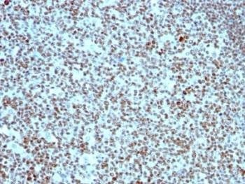 Anti-NCL Antibody, Sodium Azide Free