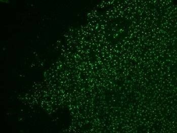 Anti-Nucleolin Antibody Cocktail, Sodium Azide Free