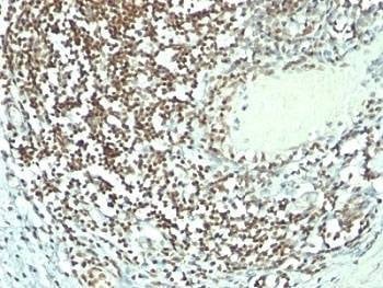 Anti-Nucleolin Antibody Cocktail, Sodium Azide Free