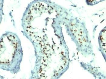 Anti-Nucleolin Antibody Cocktail, Sodium Azide Free