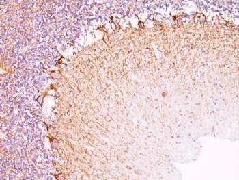 Anti-Neurofilament Antibody, Sodium Azide Free