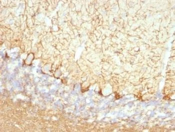 Anti-Neurofilament Antibody, Sodium Azide Free
