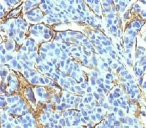 Anti-Primates NGFR Antibody, Sodium Azide Free