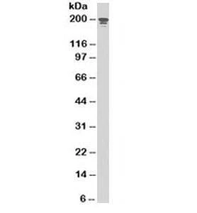 Anti-NuMA Antibody, Sodium Azide Free