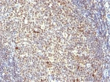 Anti-NuMA Antibody, Sodium Azide Free