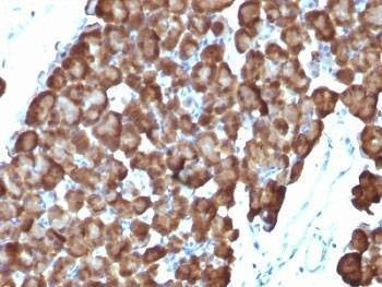 Anti-ODC Antibody, Sodium Azide Free