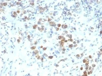 Anti-PAX-6 Antibody, Sodium Azide Free