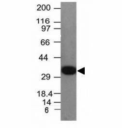 Anti-PCNA Antibody, Sodium Azide Free