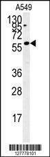 Anti-C12orf48 (C-term) Antibody