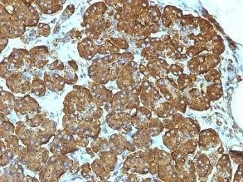 Anti-Cytochrome C Antibody, Sodium Azide Free