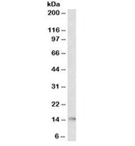 Anti-Cytochrome C Antibody, Sodium Azide Free