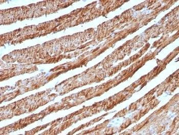 Anti-Cytochrome C Antibody, Sodium Azide Free