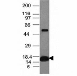 Anti-Cytochrome C Antibody, Sodium Azide Free