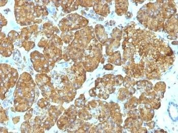 Anti-Cytochrome C Antibody Cocktail
