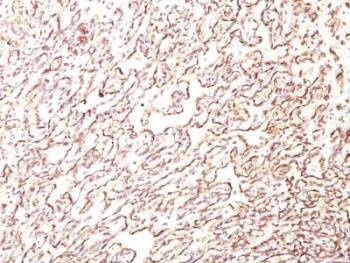 Anti-PODXL Antibody, Sodium Azide Free