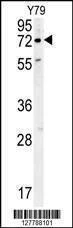 Anti-RFT1 (C-term) Antibody