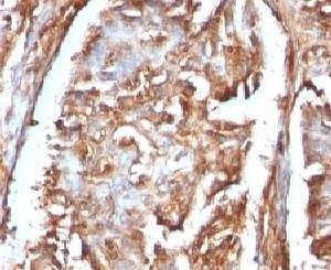 Anti-primates Beta-2 Microglobulin Antibody