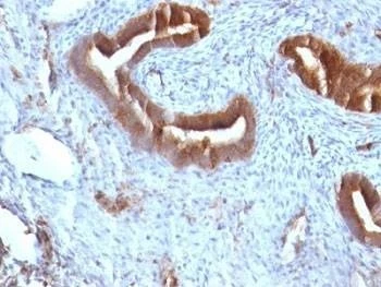 Anti-primates Beta-2 Microglobulin Antibody, Sodium Azide Free