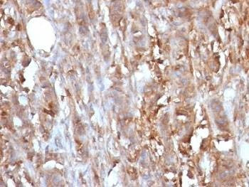 Anti-primates Beta-2 Microglobulin Antibody, Sodium Azide Free