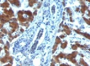 Anti-RBP1 Antibody, Sodium Azide Free