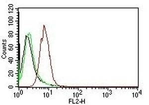 Anti-Cyclin D1 Antibody