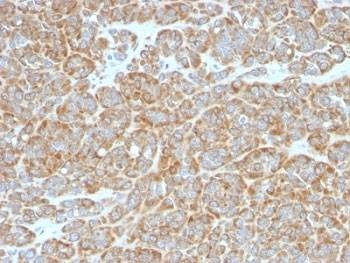 Anti-Bcl-2 Antibody, Sodium Azide Free