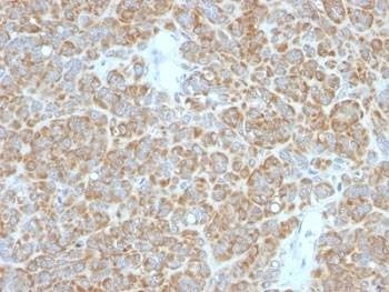 Anti-Bcl-2 Antibody Cocktail