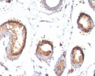 Anti-PMEL17 Antibody, Sodium Azide Free