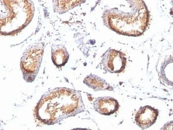 Anti-gp100 Antibody Cocktail, Sodium Azide Free