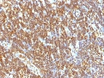 Anti-SUMO-2 Antibody, Sodium Azide Free