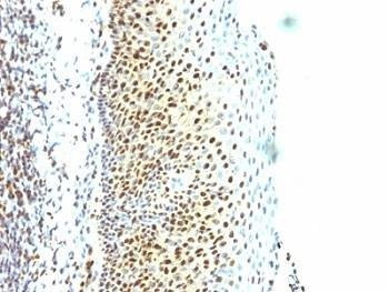 Anti-SUMO-2 Antibody, Sodium Azide Free